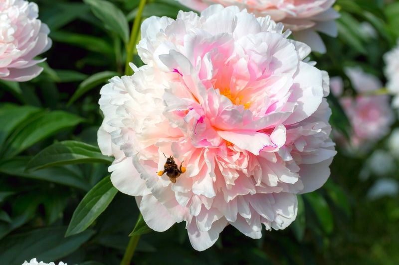 пионы Репост: пионыphoto preview