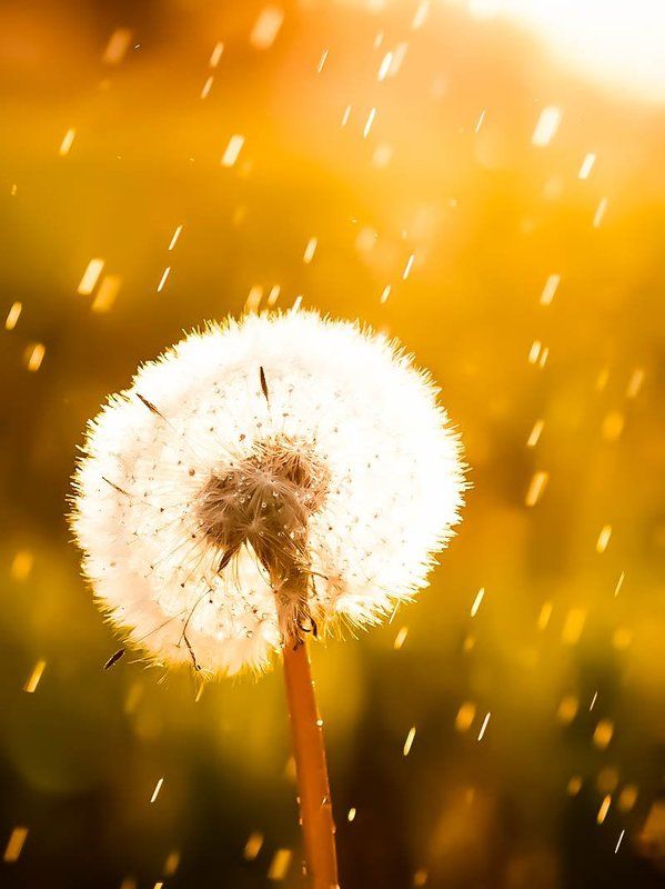 Одуваны горят под дождемphoto preview