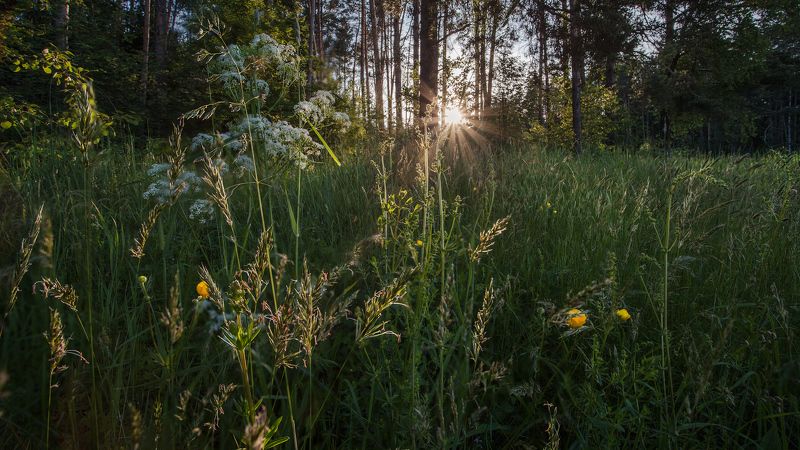 Июнь, Подмосковье, Купавна На полянеphoto preview
