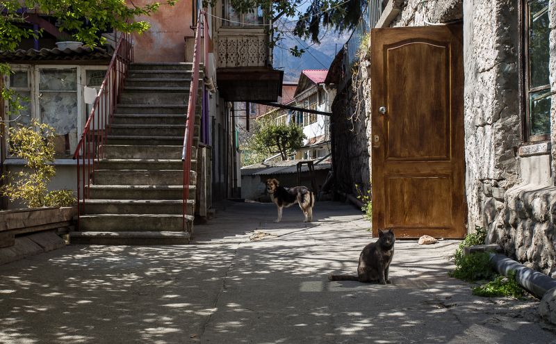 гурзуф, дверь старого дома, дворик, кошка, крым, ностальгия, собака Гурзуфский дворикphoto preview