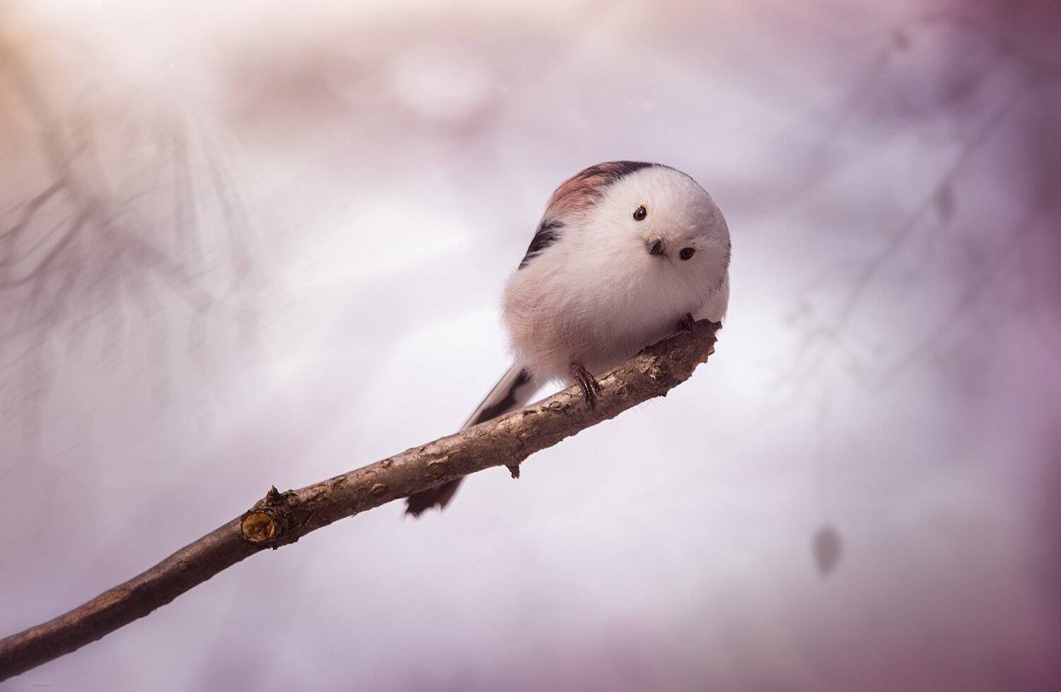 Ну что ... ? Будем знакомиться ?. Автор: Дмитрий Посевич природа, лес, животные, птицы, Дмитрий Посевич