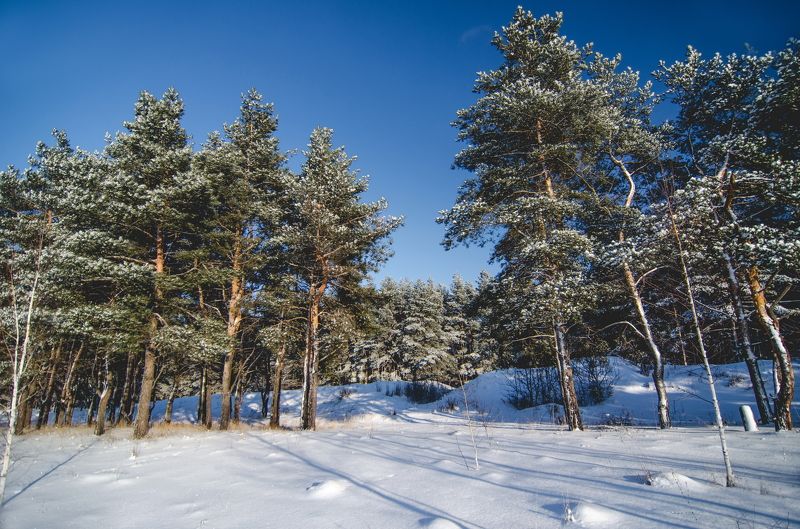 Зимний лесphoto preview