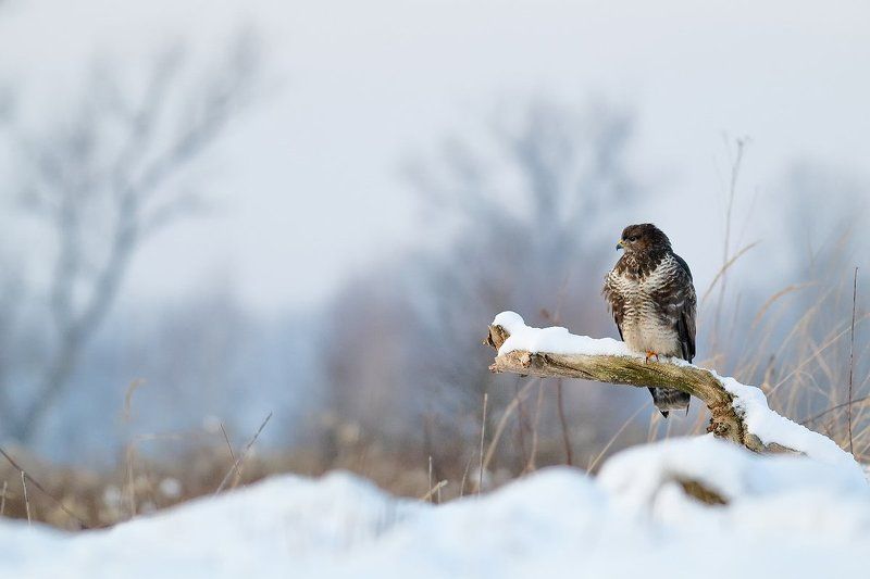 ... фото превью