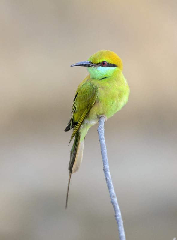 малая зелёная щурка ***photo preview