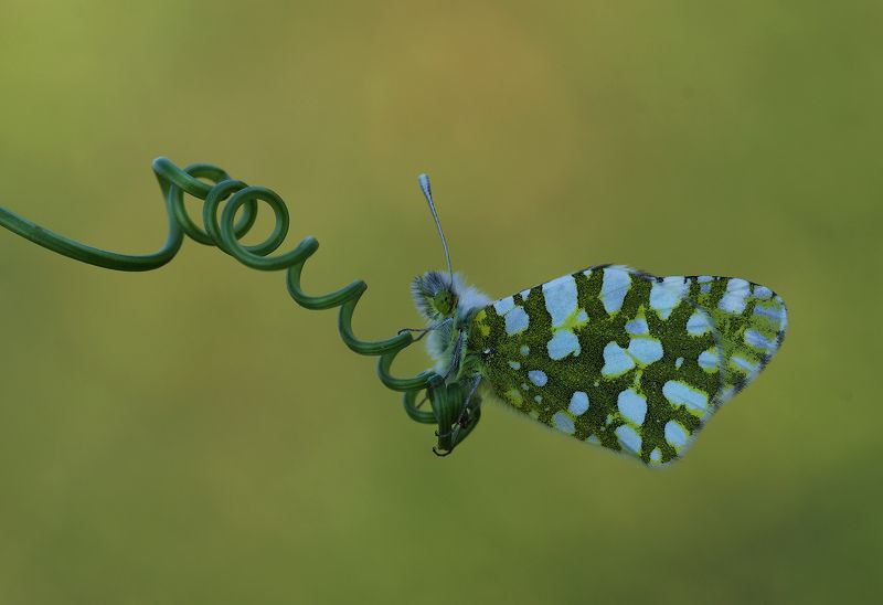 animal, nature, macro, butterfly, balance, spring springphoto preview