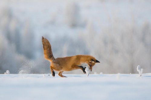 Хвост трубой.