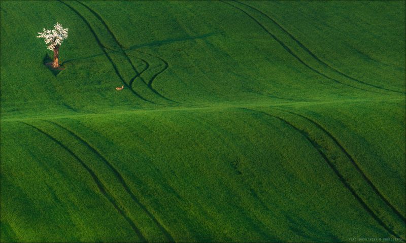 Чехия, Южная Моравия, весна, фототур, landscape, South Moravian, Состояние весны ..photo preview
