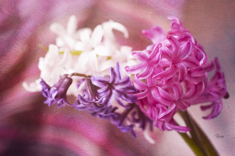 Гиацинты ждали...photo preview