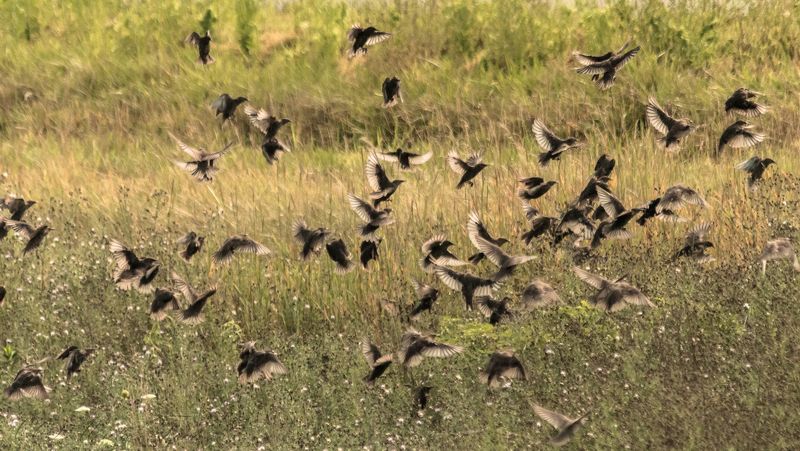 Bird Random Escapephoto preview