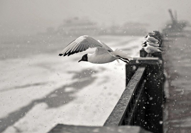 чайка, выборг В одиночку против буриphoto preview