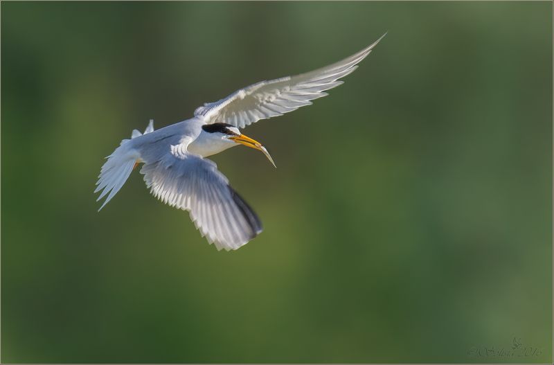 птицы, природа, sterna albifrons, крачка малая, лето, июль, 2016, подмосковье, серпуховской р-он С угощениемphoto preview