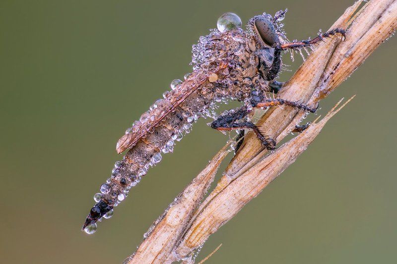 Разбойникphoto preview