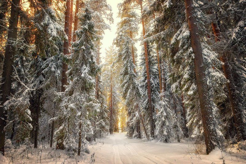 Под занавес заката... Кировская область. Россия. Under the sunset curtain ... Kirov region. Russia.photo preview