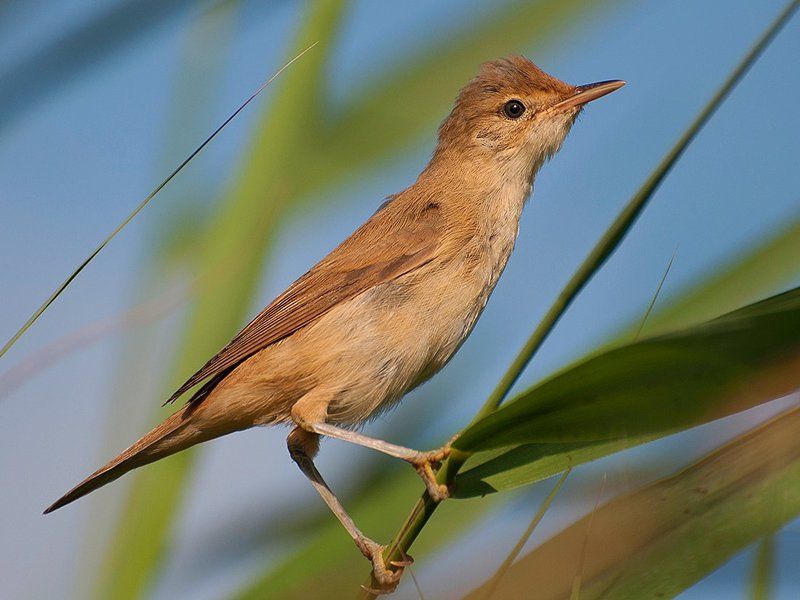 мистер внимание photo preview