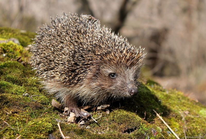 Весенний Ёж.photo preview