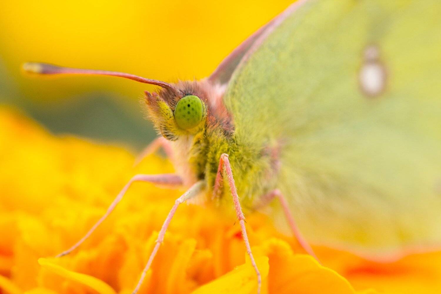 бабочка,цветы, желтый, лапки, цвет, Юрий Котов