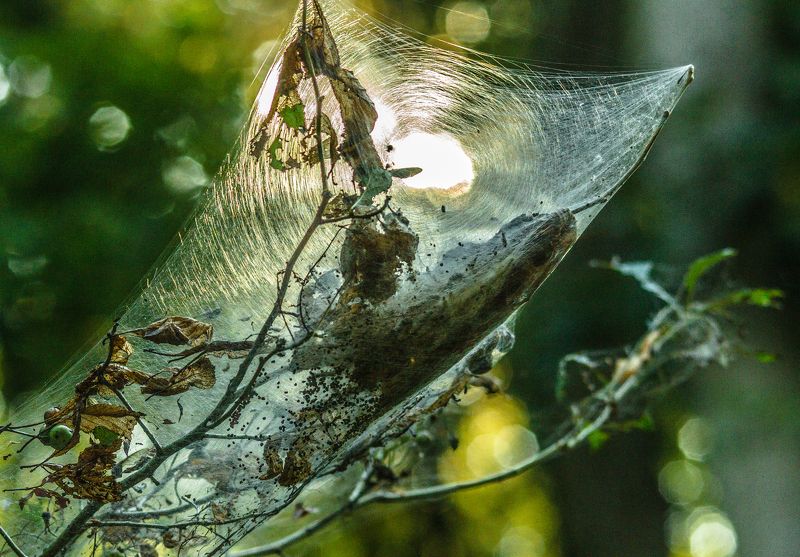 Natur Lunch Bagsphoto preview