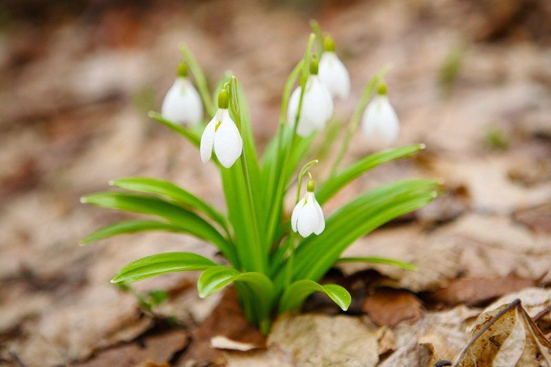 Вісники весни фото превью