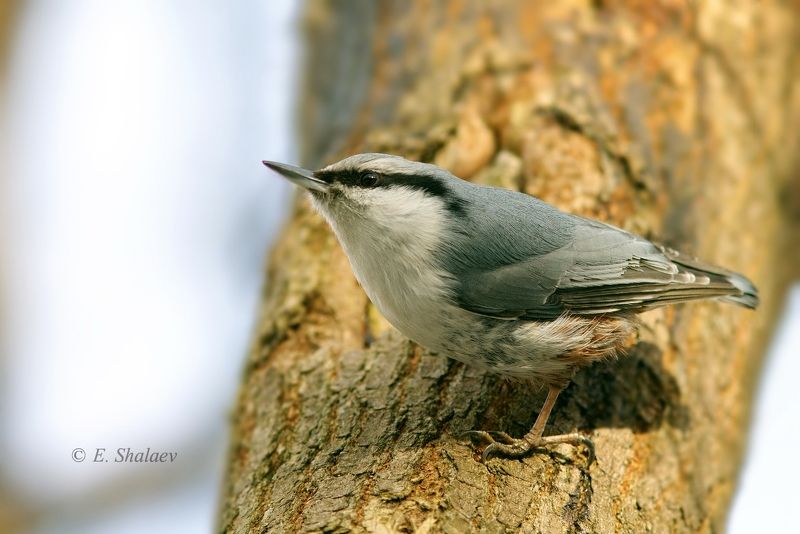 birds,eurasian nuthatch,sitta europaea,обыкновенный поползень,поползень,птица,птицы,фотоохота \