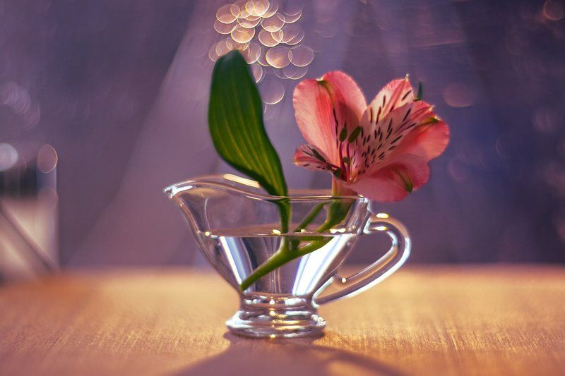 про альстромерию (смотрите в открытом виде)photo preview