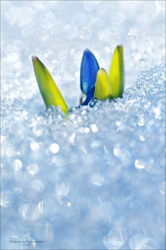 первоцвет, весна, блеск, пролеска, снег, макро, март Пробивая бриллиантовую россыпьphoto preview