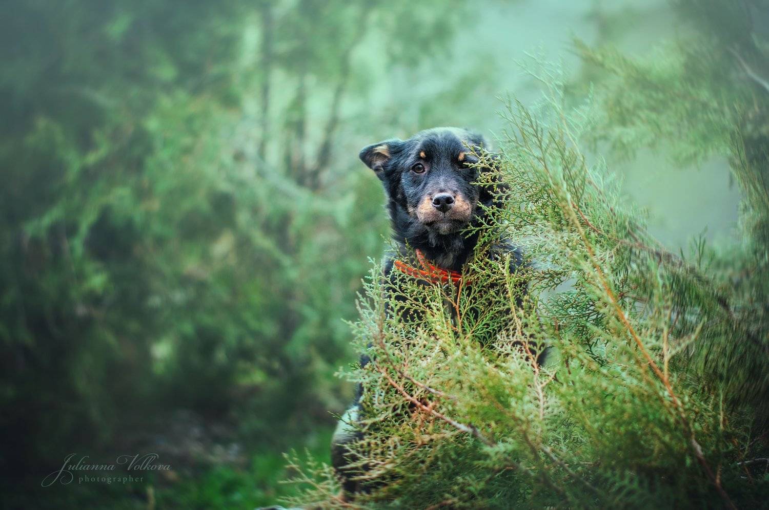 Мишка. Автор: Волкова Юлианна собаки,щенки, фотограф-анималист, природа, животные, Волкова Юлианна