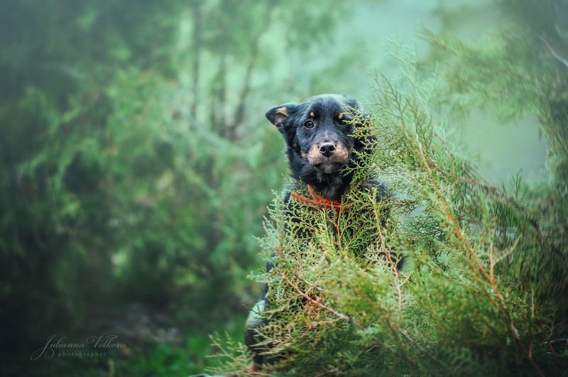 собаки,щенки, фотограф-анималист, природа, животные Мишкаphoto preview