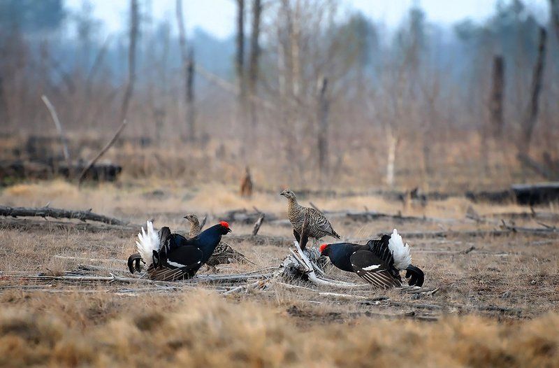 Тетеревиный токphoto preview