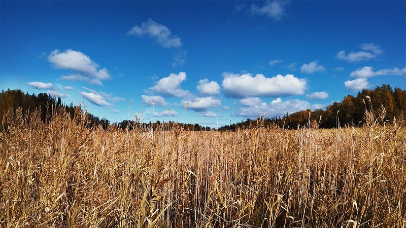 #nature #sky #sun #summer #beach #beautiful #pretty #sunset #sunrise #blue #flowers #night #tree #twilight #clouds #beauty #light #cloudporn #photooftheday #love #green #skylovers #dusk #weather #day #red #iphonesia #mothernature summer cloudphoto preview