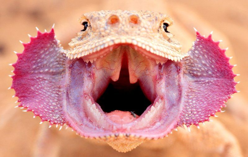 Круглоголовка, ящерица, пустыня, пески, Астраханская область Ушастыйphoto preview