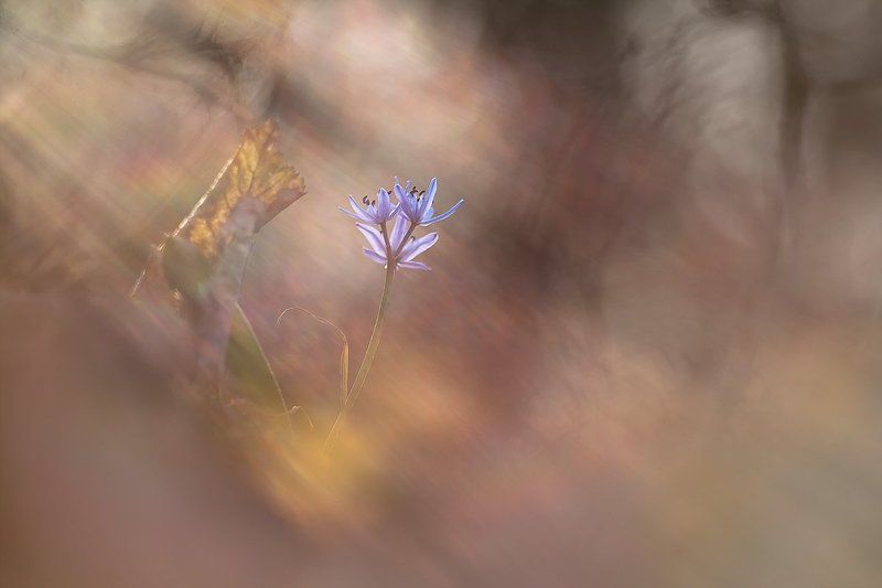 spring, flower, light Reaching the lightphoto preview