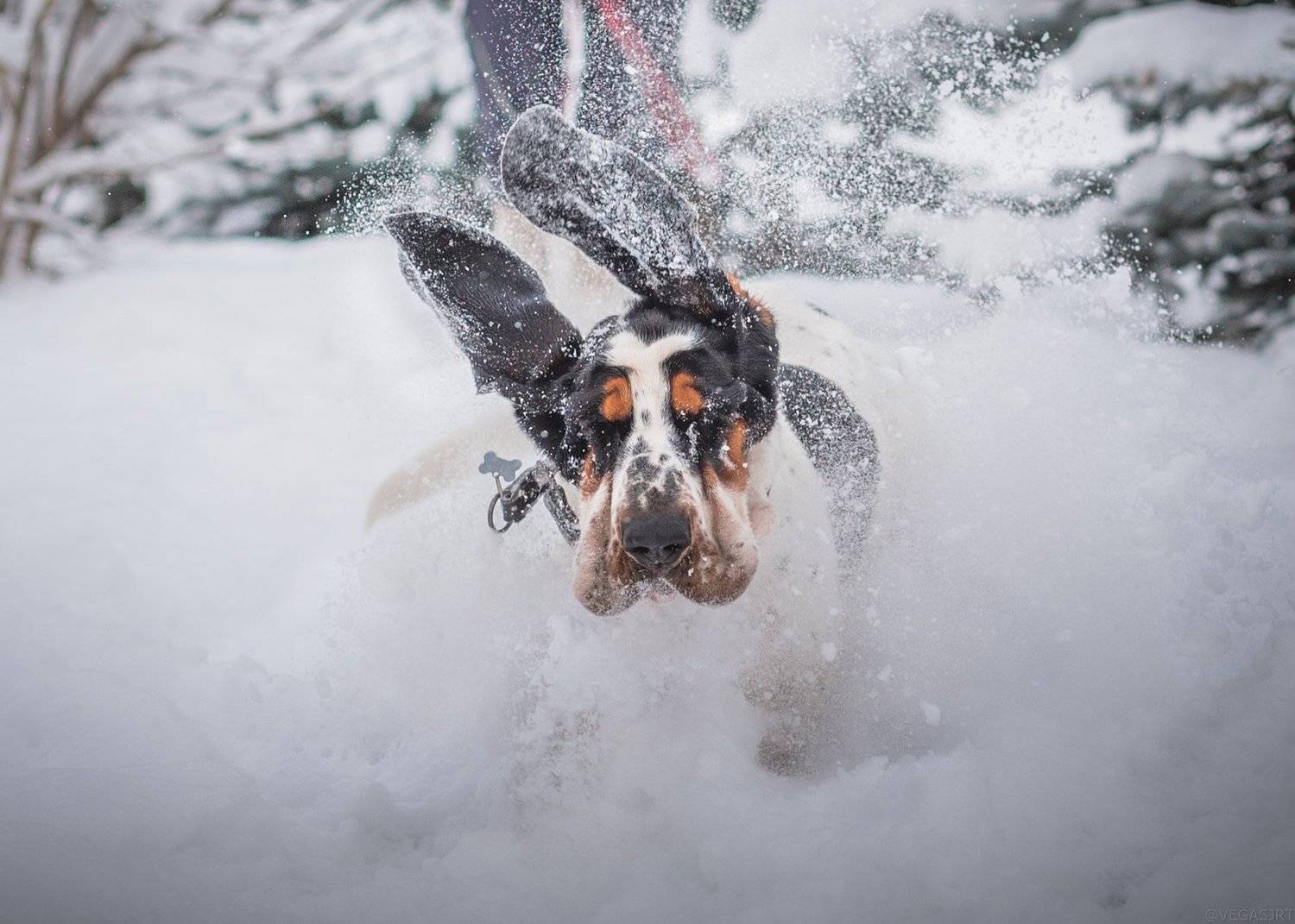 Б52. Автор: Irina бассет, бассет зимой, зима, Irina