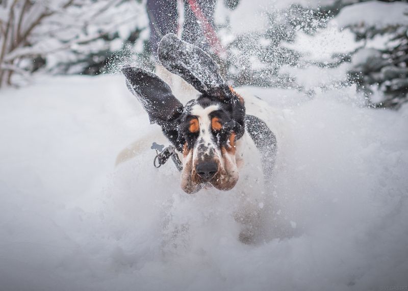 бассет, бассет зимой, зима Б52photo preview