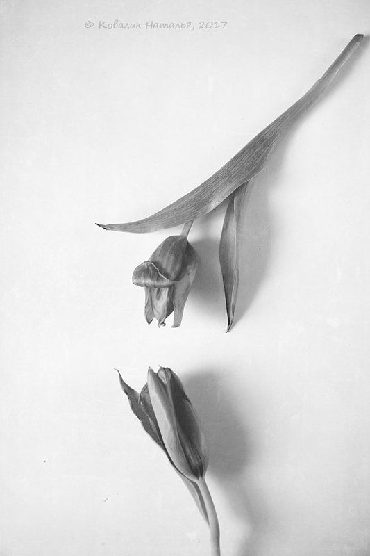 монохромные стихи... фото превью