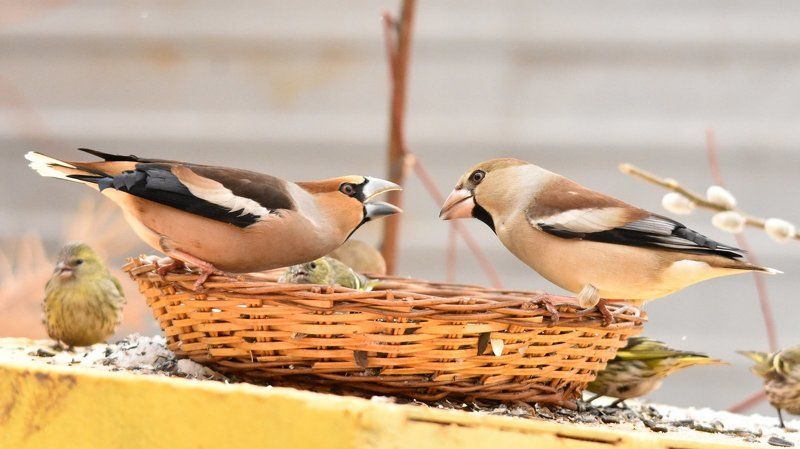 листопад Влюбленная парочка (дубонос, птицы на кормушке)photo preview