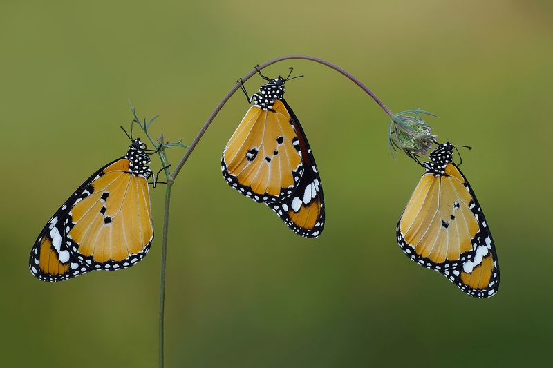 animal,nature,macro,butterfly,african monarch-plain,african queen, three A boy between two girlsphoto preview