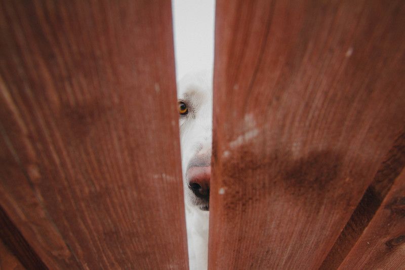 собака пёс деревня зима забор Одним глазкомphoto preview