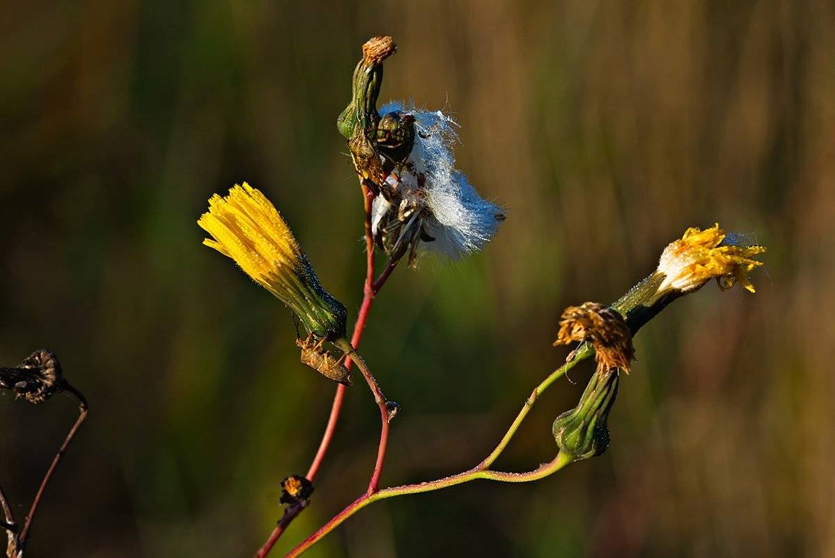 , Геннадий Новов