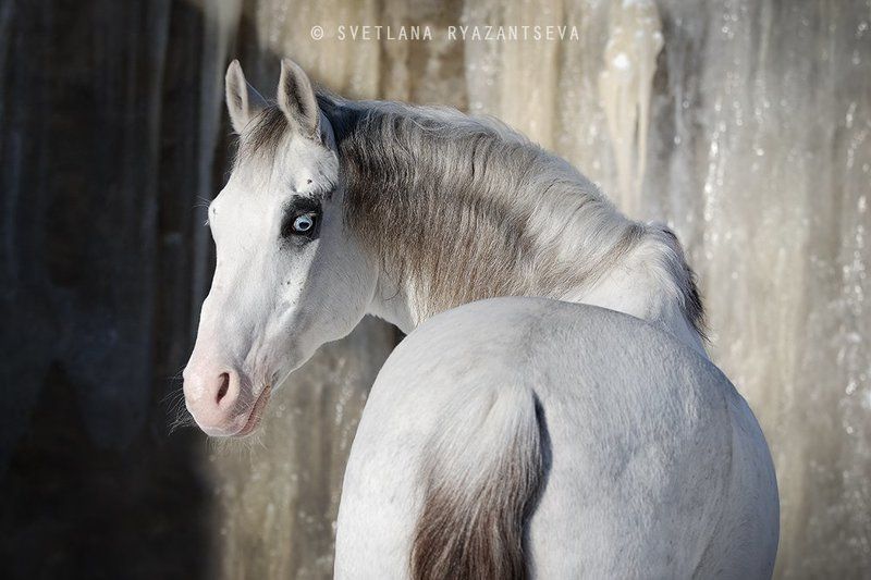 horse, white, grey, portrait, pinto, лошадь, серая, белая, портрет Зефирphoto preview