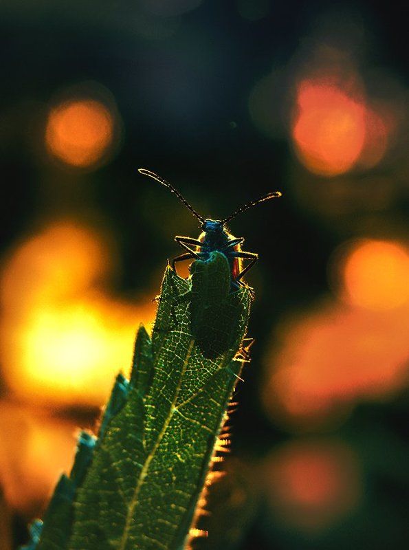 wake,macro,art,eleven,wake,sony,old, Lucidity Adh ©photo preview