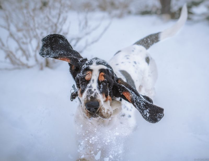 бассет, уши бассета, бассет зимойб собака Вот это размахphoto preview