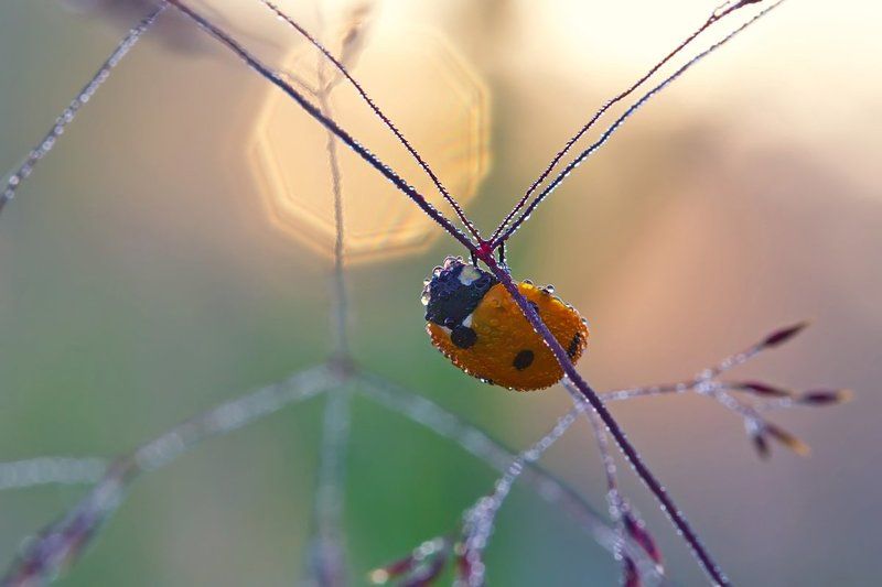насекомое, жук, божья коровка, природа, роса, утро, макро И первый солнца луч...photo preview
