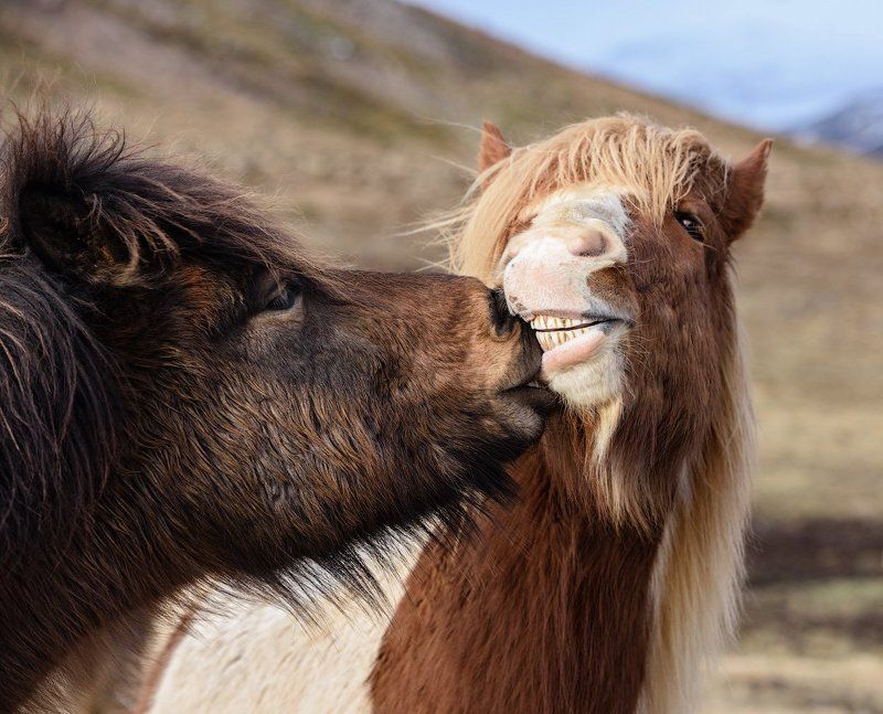 Поцелуйphoto preview