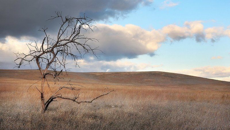 крым, степь, дерево, вечер Степной Крым, осенний вечерphoto preview