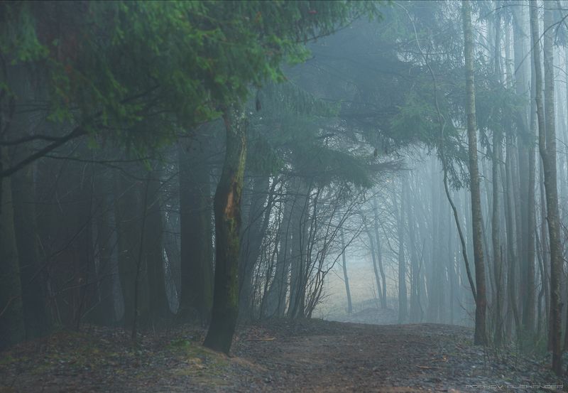весна март деревья лесопарк медвежино облака беларусь сухарево запад-3 туман рассвет парк градиент тональная перспектива hdr ель 2017 Туманным весенним утромphoto preview