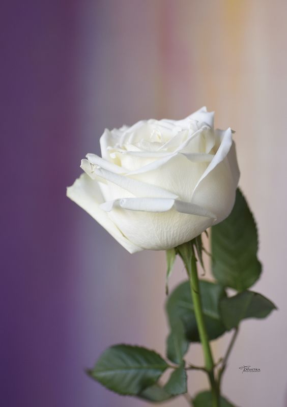 Белая принцесса photo preview