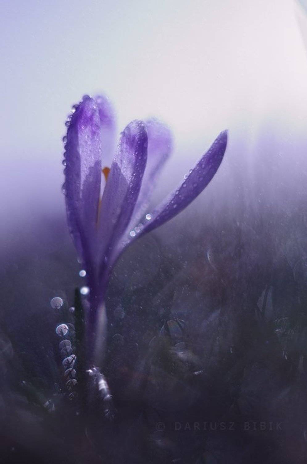 Автор: Dariusz Bibik , Dariusz Bibik