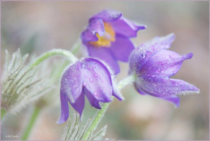 цветы,весна.сон,трава Сон траваphoto preview