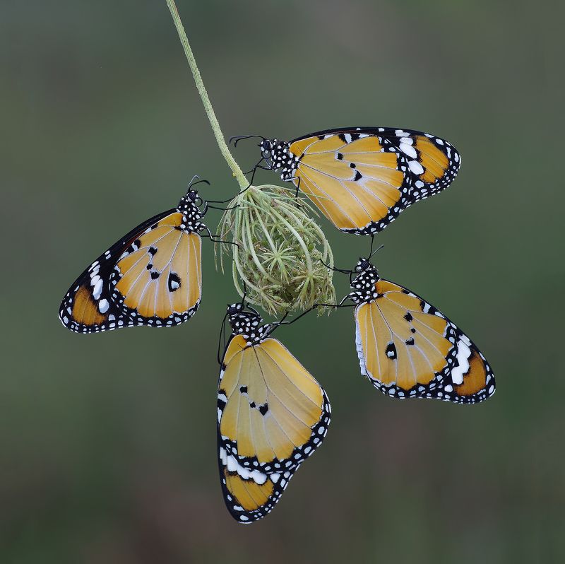 animal,nature,macro,butterfly,four of a kind,african queen,african monarch-plain four of a kindphoto preview