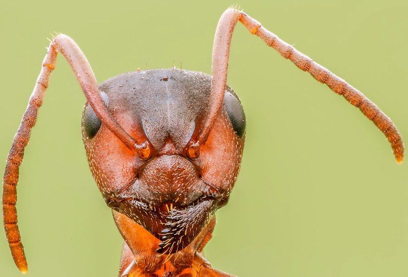 Formica sanguineaphoto preview